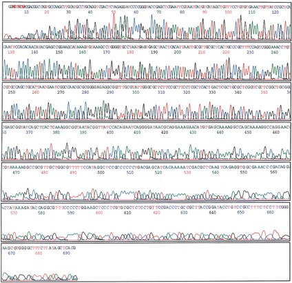 Automated fluorescent sequencing results for a pUC18 gel fragment purified with Montage Gel Extraction Device. An ABI PRISM<sup>®</sup> Dye Terminator Sequencing Ready Reaction Kit with AmpliTaq DNA Polymerase (Applied Biosystems) was used to generate sequencing results. Sequencing results courtesy of Jeff McConnell, Director of Genomic Services, Cleveland Genomics, Cleveland, Ohio.